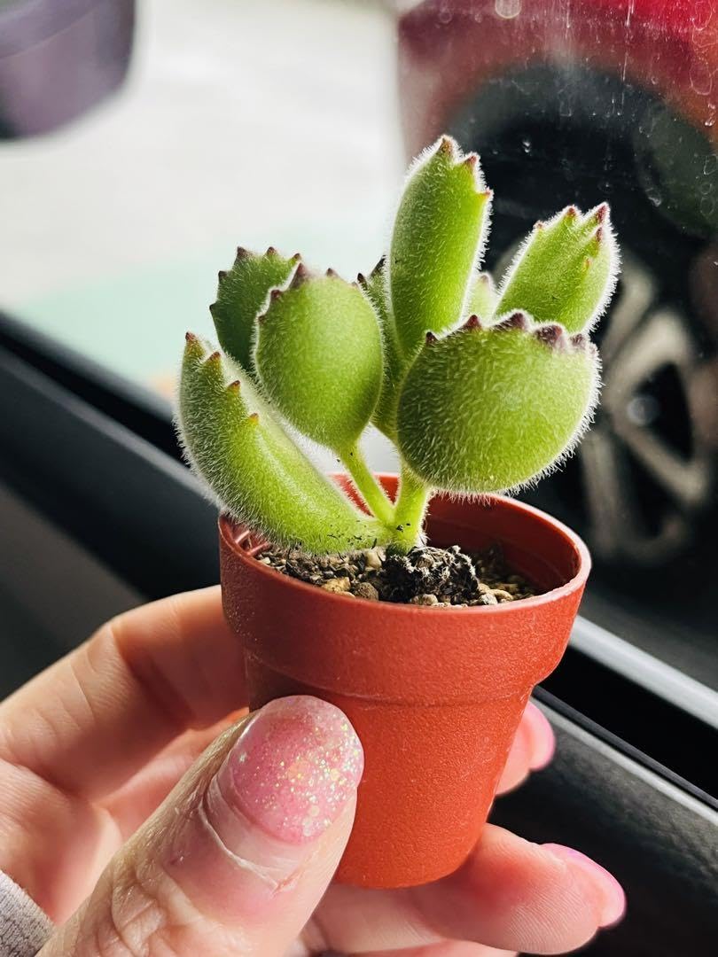 Amazon｜熊の手のような多肉 熊童子 多肉植物｜観葉植物 オンライン通販